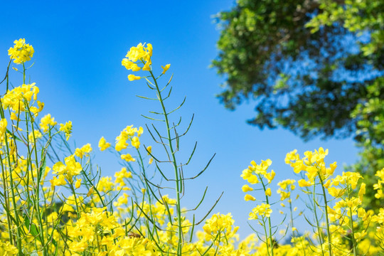 油菜花 黄花