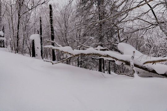 林海雪原  雪乡