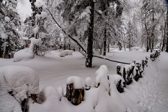 林海雪原  雪乡