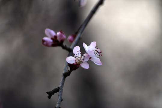 山桃花