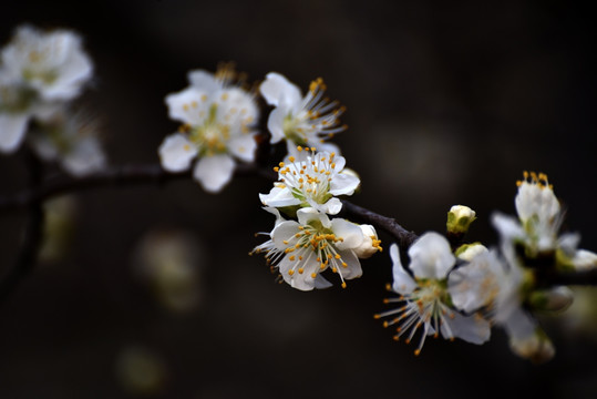 李子花