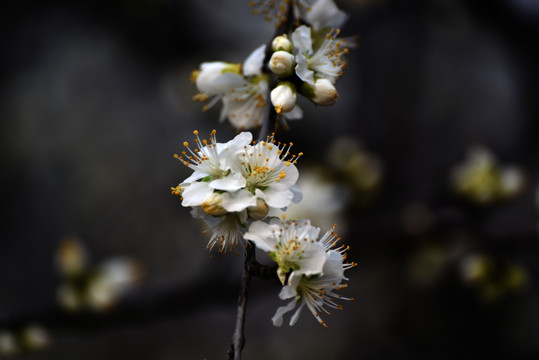 李子花