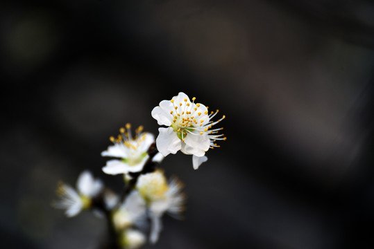 李子花