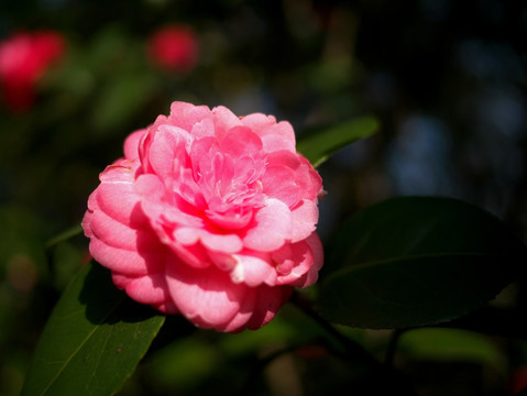 玫紅色茶花