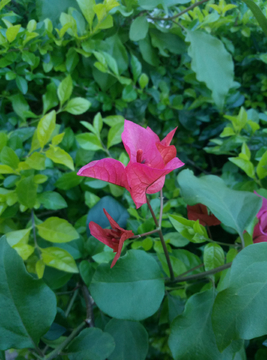 花瓣 花朵 红花 花叶片