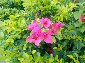 花瓣 花朵 红花 花叶片