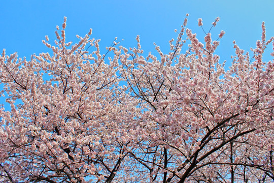 樱花树