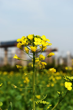 油菜 油菜花