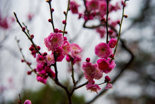 傲霜斗雪红梅花