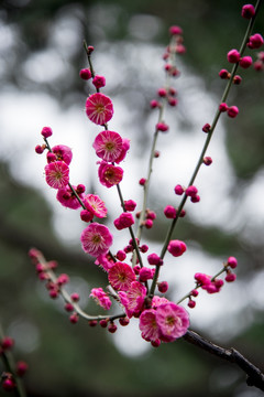 绽放的红梅花