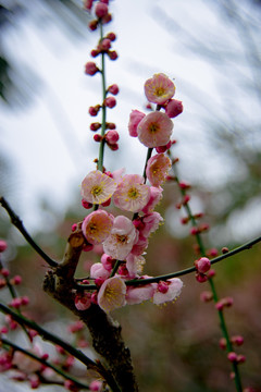 红梅花