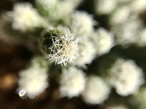 特写花