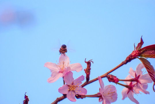 樱花