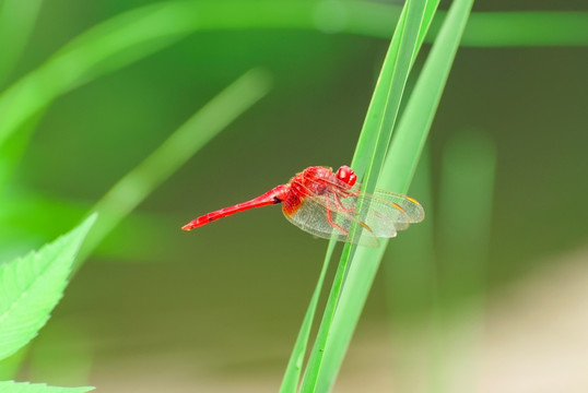 红蜻蜓