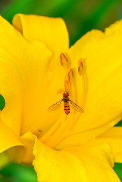 黄花上的蚜蝇