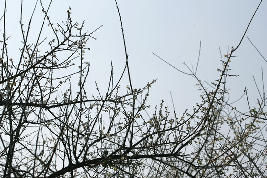 香雪梅花