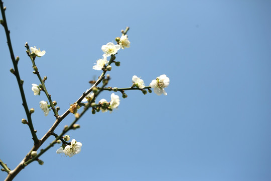 香雪梅花