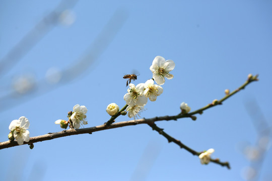 香雪梅花