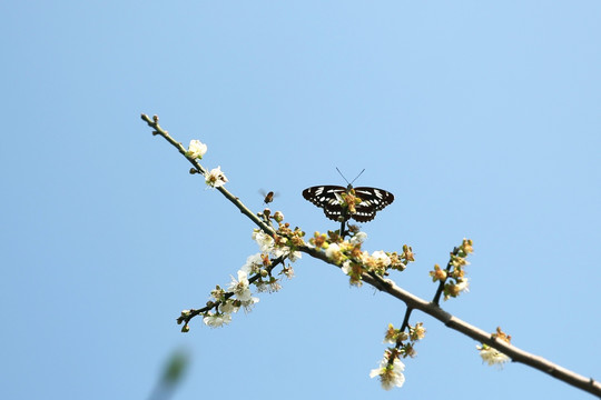 梅花蜜蜂蝴蝶