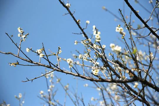 梅花