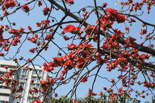 木棉花