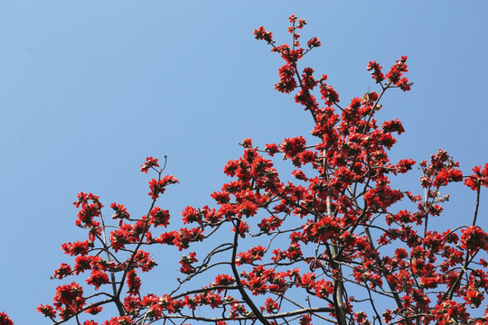 木棉花