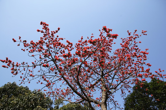 木棉花