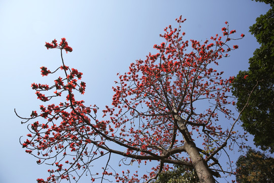 木棉花