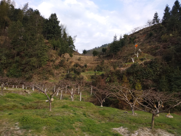 桃园桃林风景