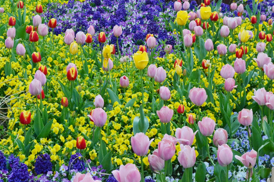 郁金香花海