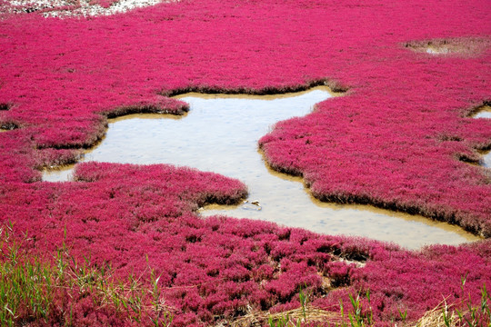 红海滩 湿地美景