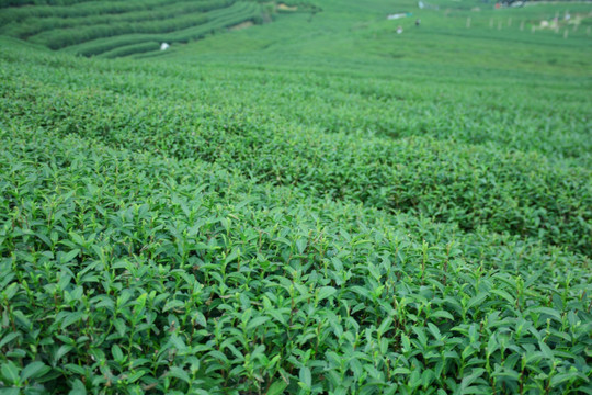 龙井茶园茶山