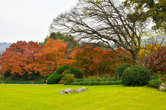 唯美风景 公园树林 草地