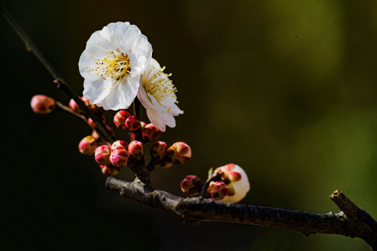 梅花