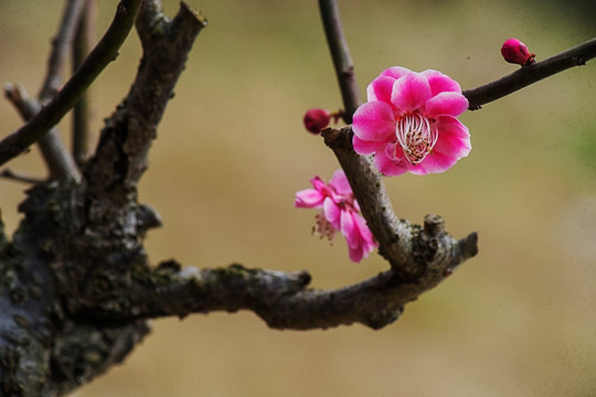 梅花