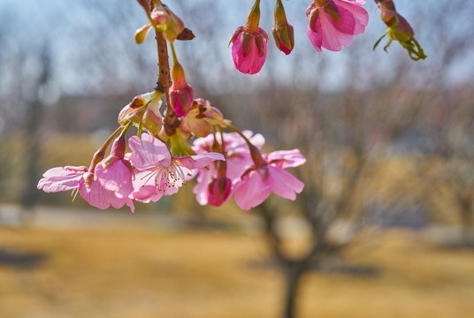 樱花 高清大图