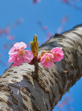 樱花 高清大图