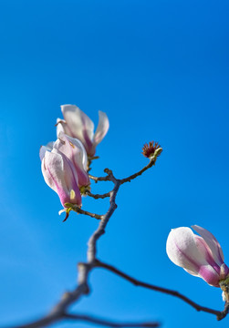 玉兰花 白玉兰 高清大图