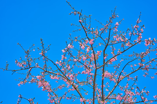 樱花树 河津樱 高清大图