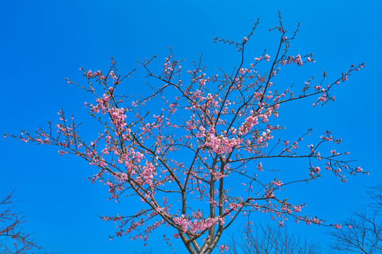 樱花树 河津樱 高清大图