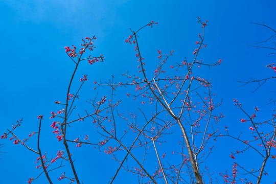 梅花树 高清大图