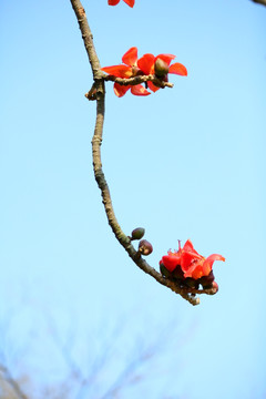 木棉花