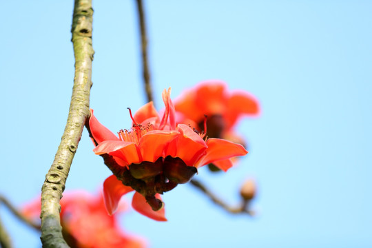 木棉花