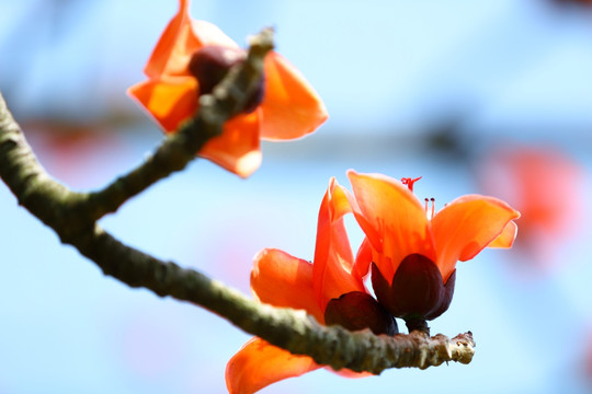 木棉花