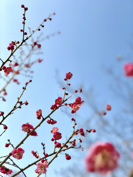 梅花花卉