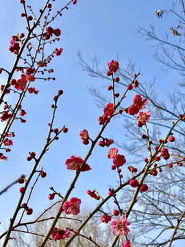 梅花花卉