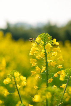 春天里的油菜花