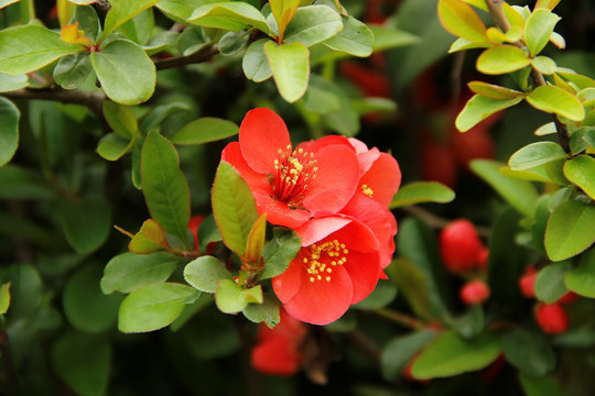 春花 海棠