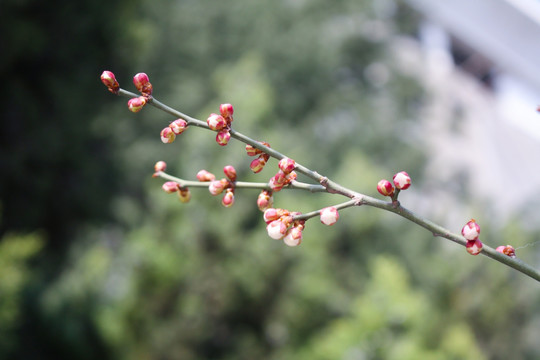 花苞