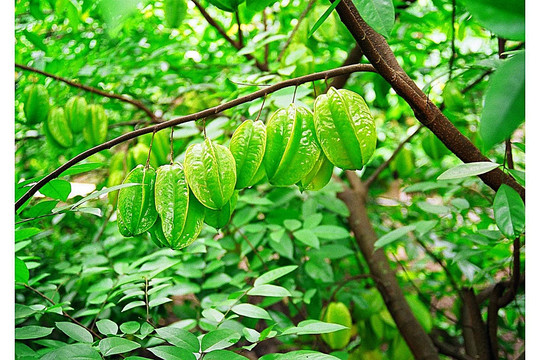 热带植物挂在树上的杨桃